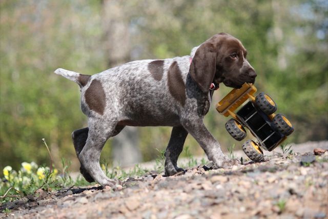 german shorthaired puppies for sale near me