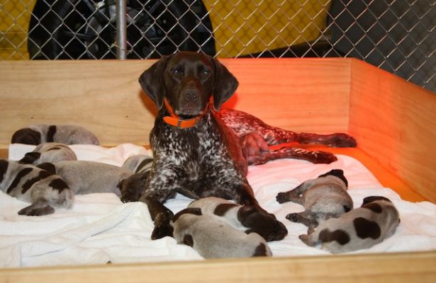 Puppies | Sharp Shooter's Kennel