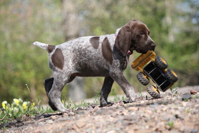 Bird clearance dog puppies